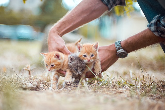 Cara Merawat Kucing Persia Umur 2 Bulan: Panduan Lengkap dan Praktis